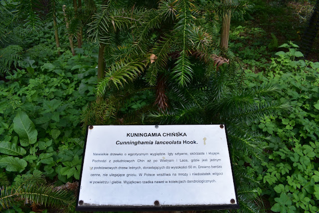Atrakcje Gołuchowa - arboretum