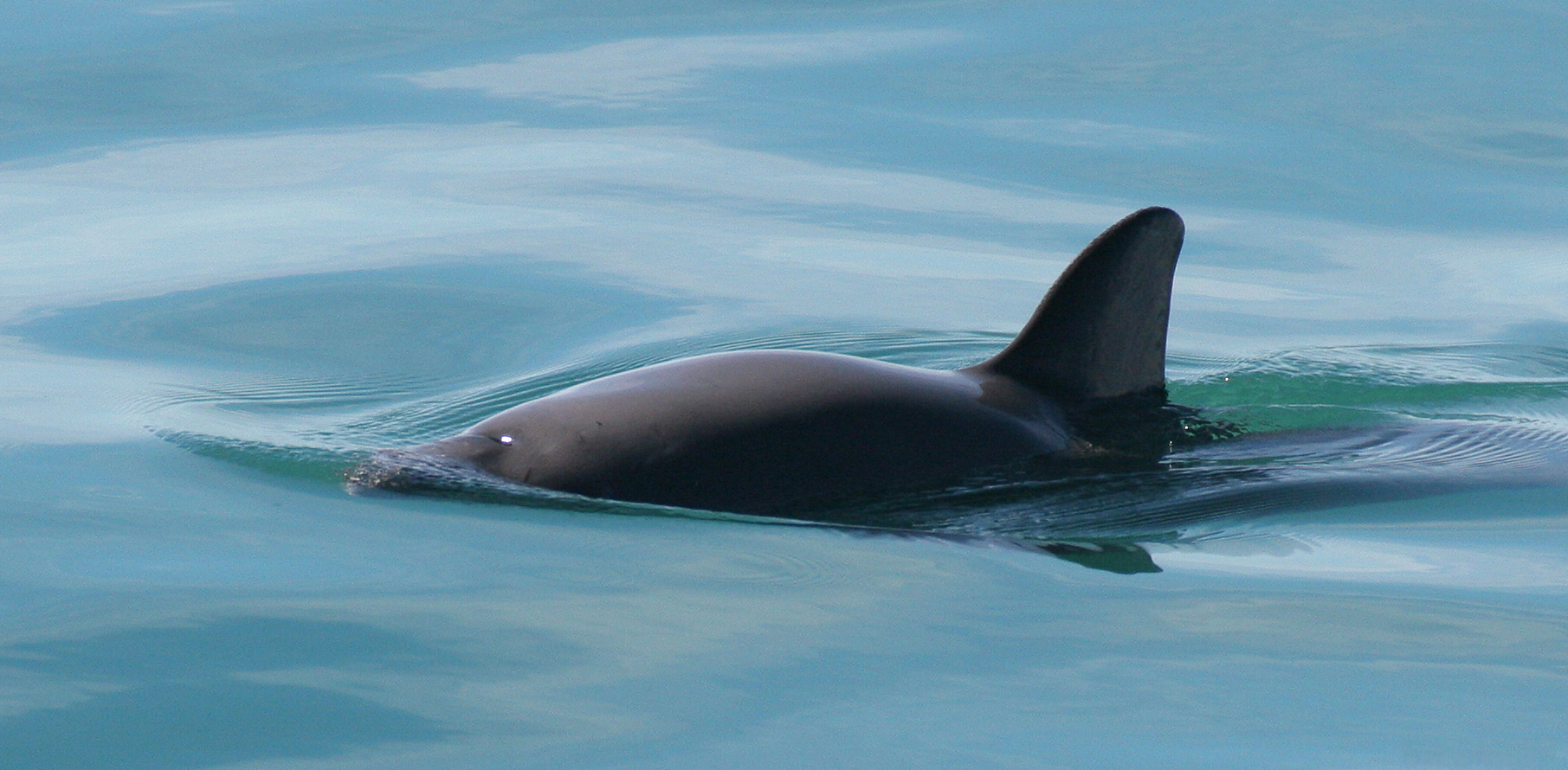 sea shepherd vaquita