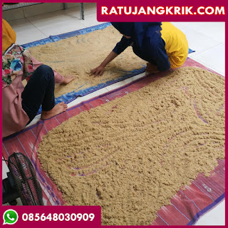 Jual Telur Jangkrik Banyuwangi 