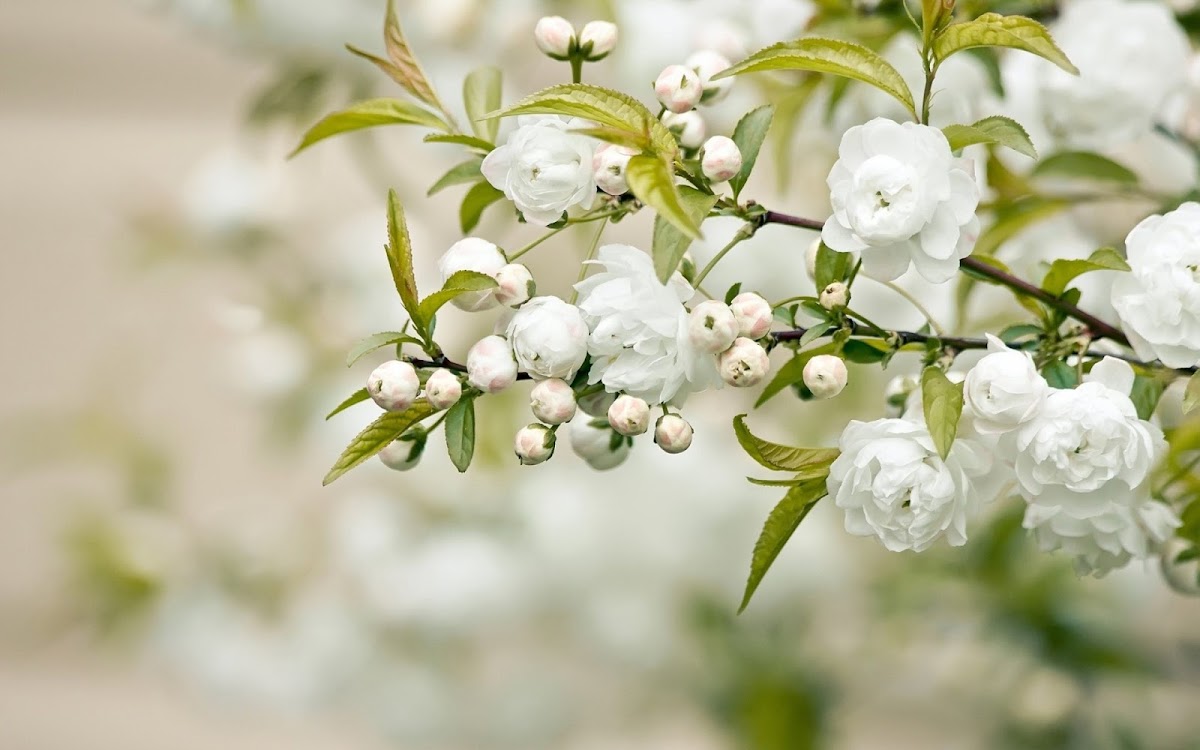 White Flowers Widescreen HD Wallpaper 7