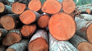 Supplier Jual Kayu Surabaya, Jawa Timur 