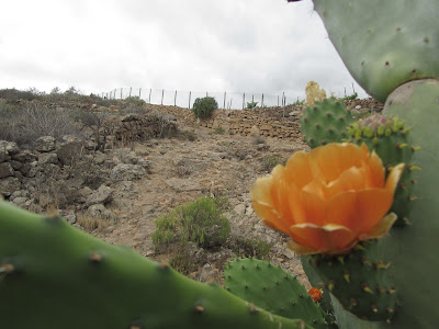 Mar a Cumbre - PR-TF-86 - Tenerife - Islas Canarias