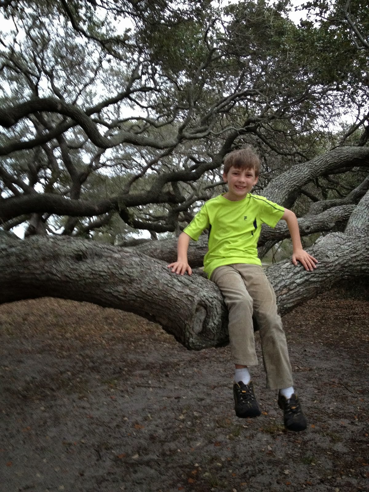 Liam and the Big Tree