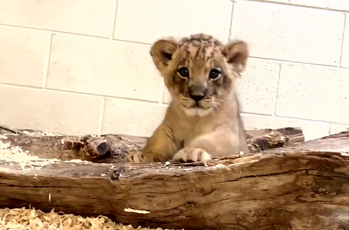 Heart-Melting Video Shows Male Lion Crouching Down To Meet His Baby Cub For The First Time