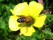 . trasportano il polline, che si attacca al loro corpo, di fiore in fiore. (ape su fiore)