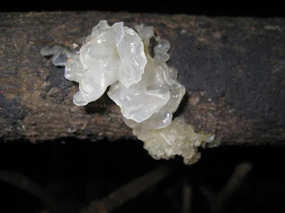 Start Tremella fuciformis Mushroom Farming