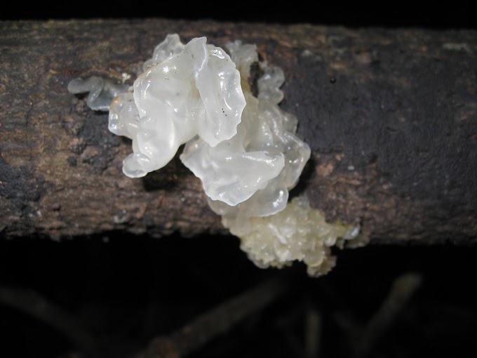 Start Tremella fuciformis Mushroom Farming | Tremella fuciformis Mushroom in India | Biobritte mushroom farming