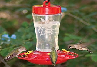 Makanan Burung Kolibri Terbaik Supaya Cepat Gacor