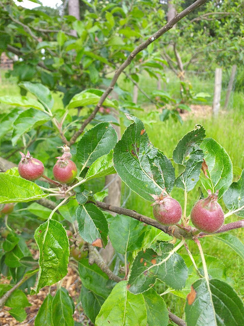 small, red apples growing on tree surrounded by green leaves