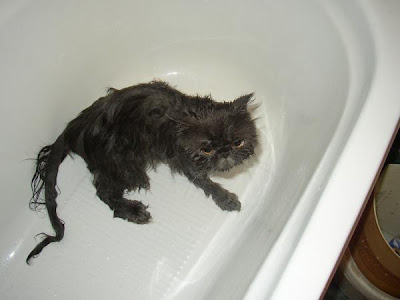 wet cat