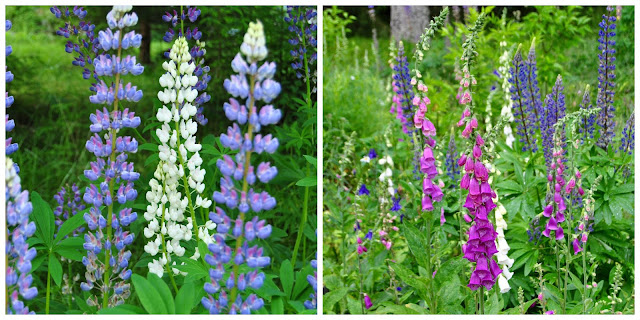 Lupinus and digitalis