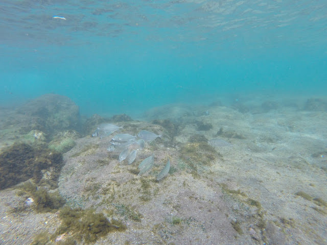 Peces de Isla de Pascua