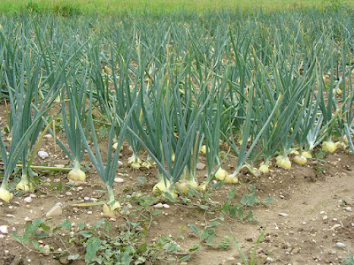 How to grow onions from onion sets