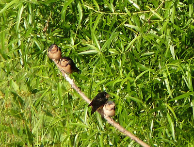 juvenile barn swallows with parent