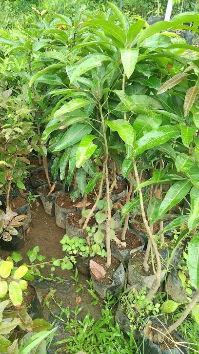jual tanaman bibit mangga apel unggul kepulauan riau Sumatra Barat