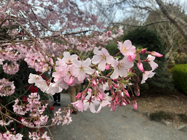Cherry Blossoms at Aston Norwood Garden, Upper Hutt, Wellington