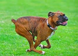 Brindle Boxer Dog