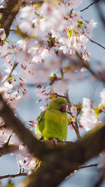 Wallpaper Parrot, Bird, Pink, Flowers, Branches