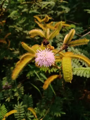 Carpinchera  - Mimosa pigra