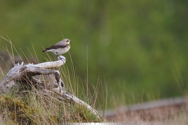 Tapuit - Northern Wheatear - Oenanthe oenanthe