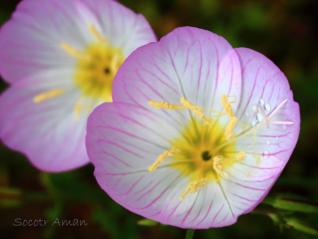 Oenothera speciosa