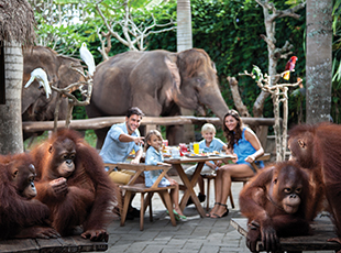 Breakfast with orang utan and elephant ride