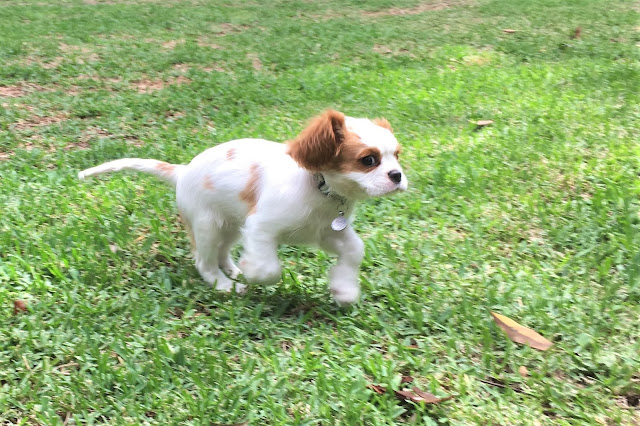 Tiny Darcy runs across the lawn