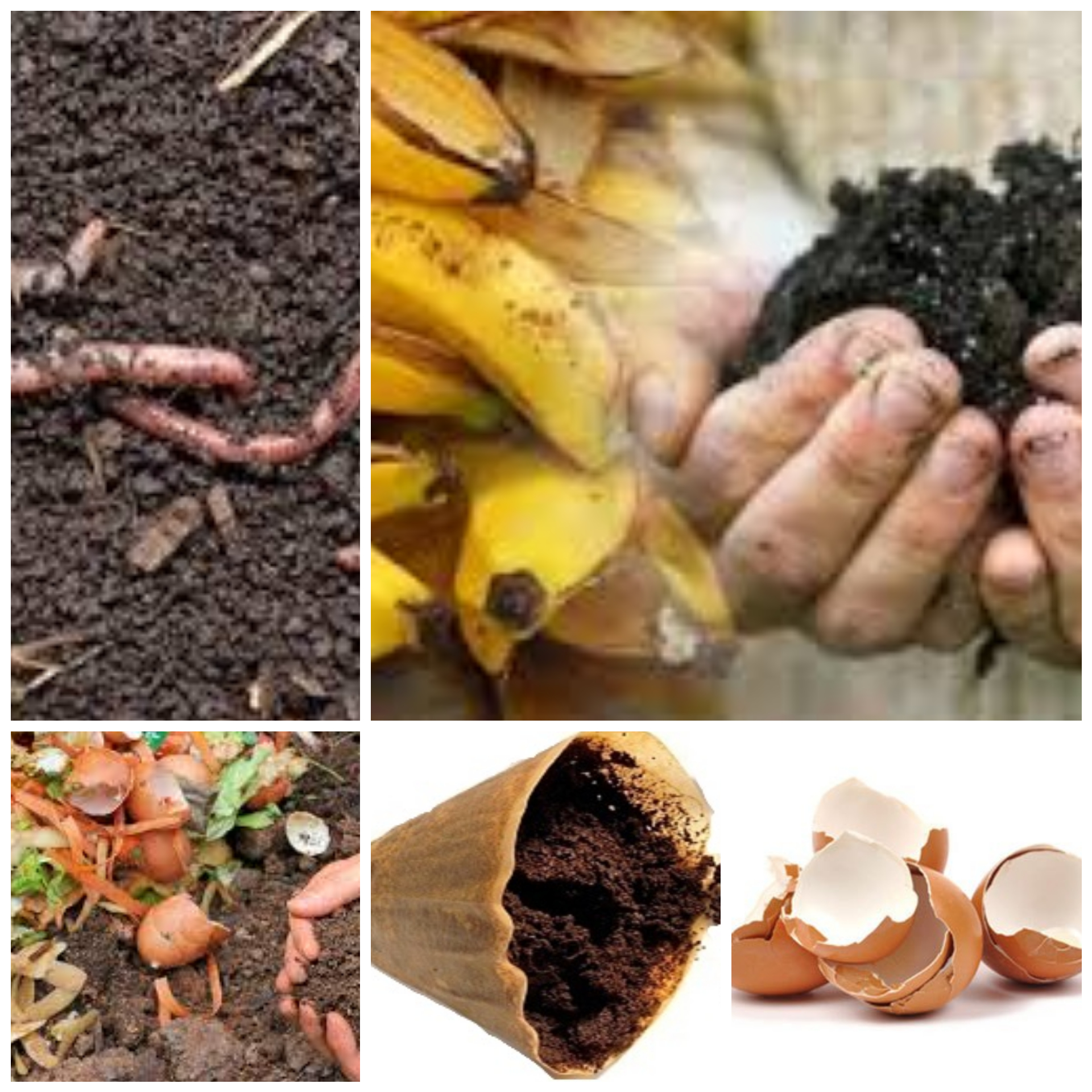Tierra con abono casero. Fertilizante orgánico natural con cáscara de banana, huevo, lombrices y restos de café