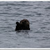 The Otter Show