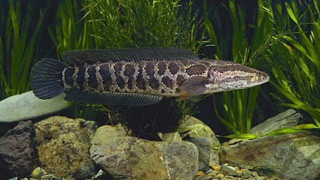 ikan blotched snakehead