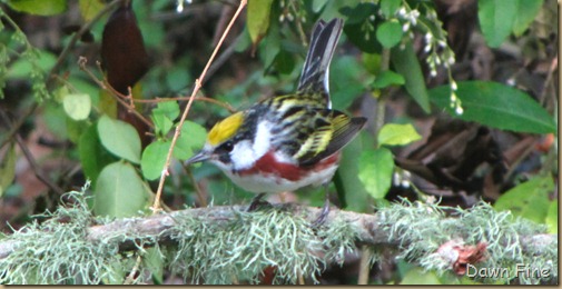 birding high island_032