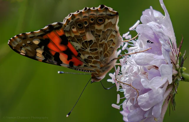 Butterfly after the Rain at Kirstenbosch Copyright Vernon Chalmers Photography