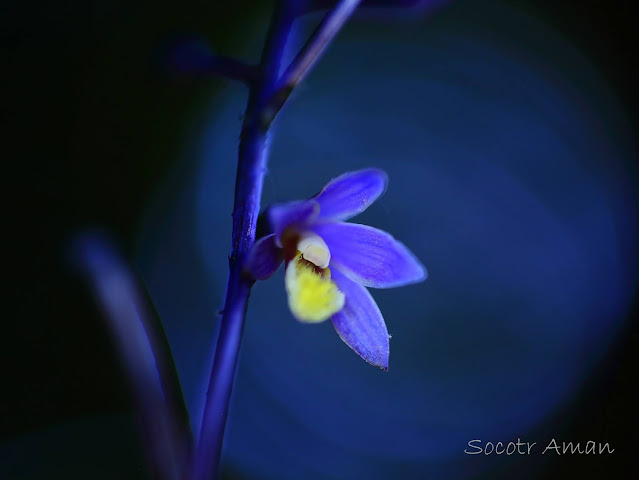 Lecanorchis japonica