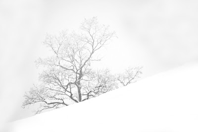 一本の木がある雪景色