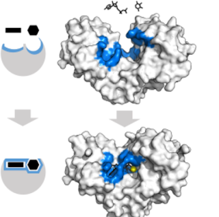 https://commons.wikimedia.org/wiki/File:Hexokinase_induced_fit.svg