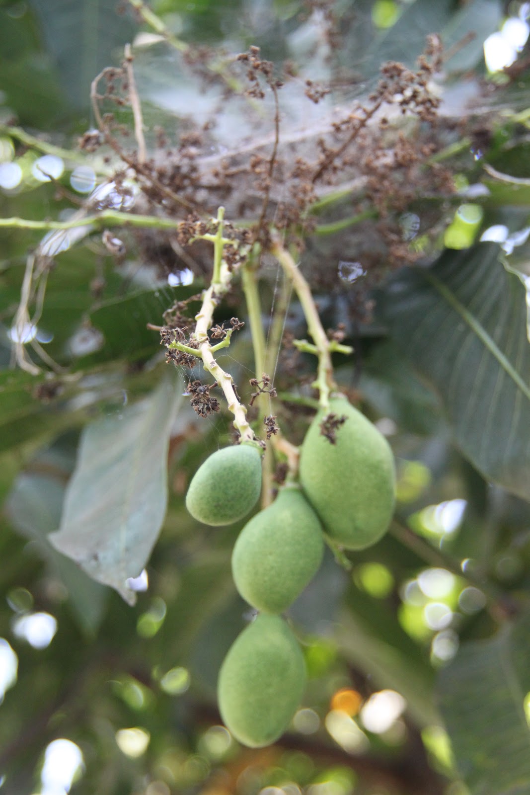 MANGGA atau POHON BUAH LAINNYA AGAR CEPAT BERBUAH 