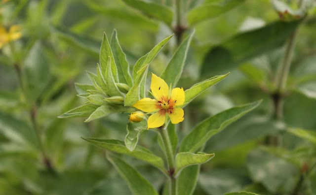 Lysimachia Punctata Flowers