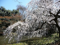 近衛池と糸桜