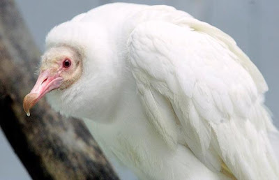 Abutre Albino