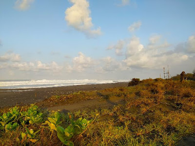 Melihat-konservasi-penyu-pantai-pelangi