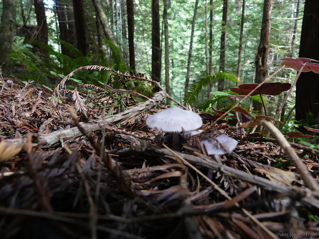 mushrooms in the hillside