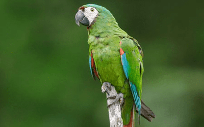 Burung Severe Macaw