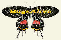 BugsAlive logo