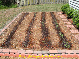 Sunflower Seedlings in the Four Rows JaguarJulie 2014