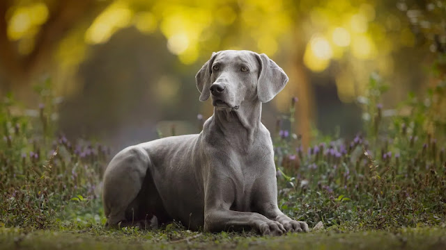 Weimaraner