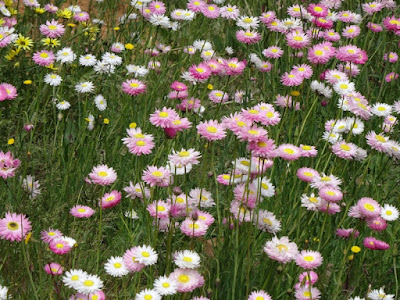 Splendid Everlasting (Rhodanthe chlorocephala)