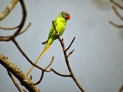 Grey headed parakeet