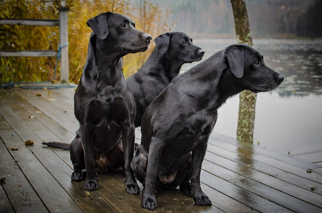 10-best-hunting-dog-breeds