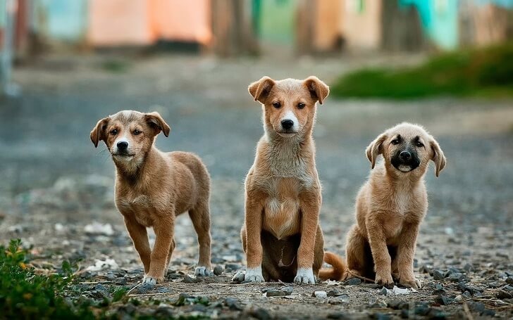 Holland Becomes The First Country Without Stray Dogs