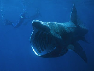 basking shark